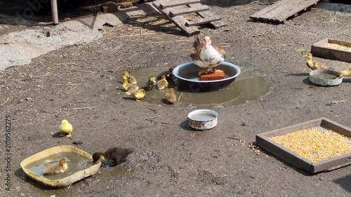 A duck with a brood of small ducklings in the yard.