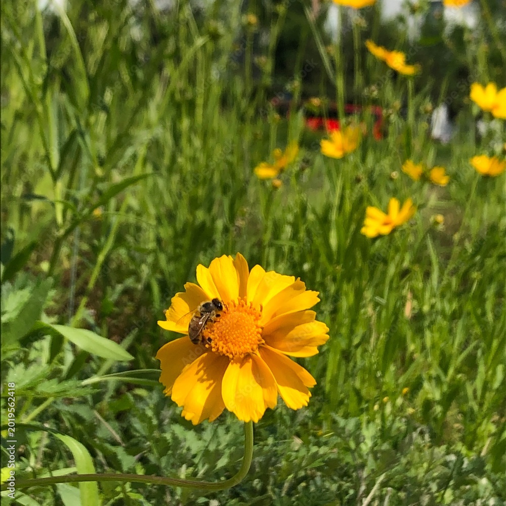 Fototapeta premium Yellow Flowers Blooming in the City, Urban Spring Garden Bees on Yellow Blossoms in Urban Nature, 감성 꽃사진 Rose and Coreopsis Flowers under Sunlight, Spring Floral Background Touching Spring Flowers in 