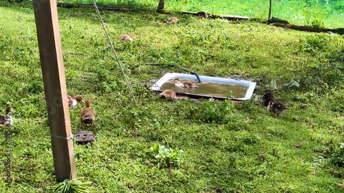 a grassy area with an old bathtub used as a drinking trough or makeshift pond. Ducks can be seen grazing on the grass next to the bathroom and nearby