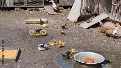 A group of ducks and ducklings scattered around a dirty farmyard near several feeders and drinkers. One adult duck heads towards the right side of the frame.
