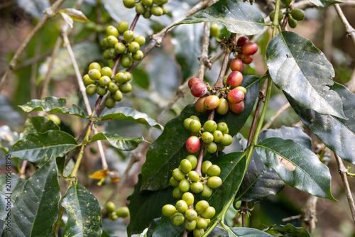 Coffee Berry
