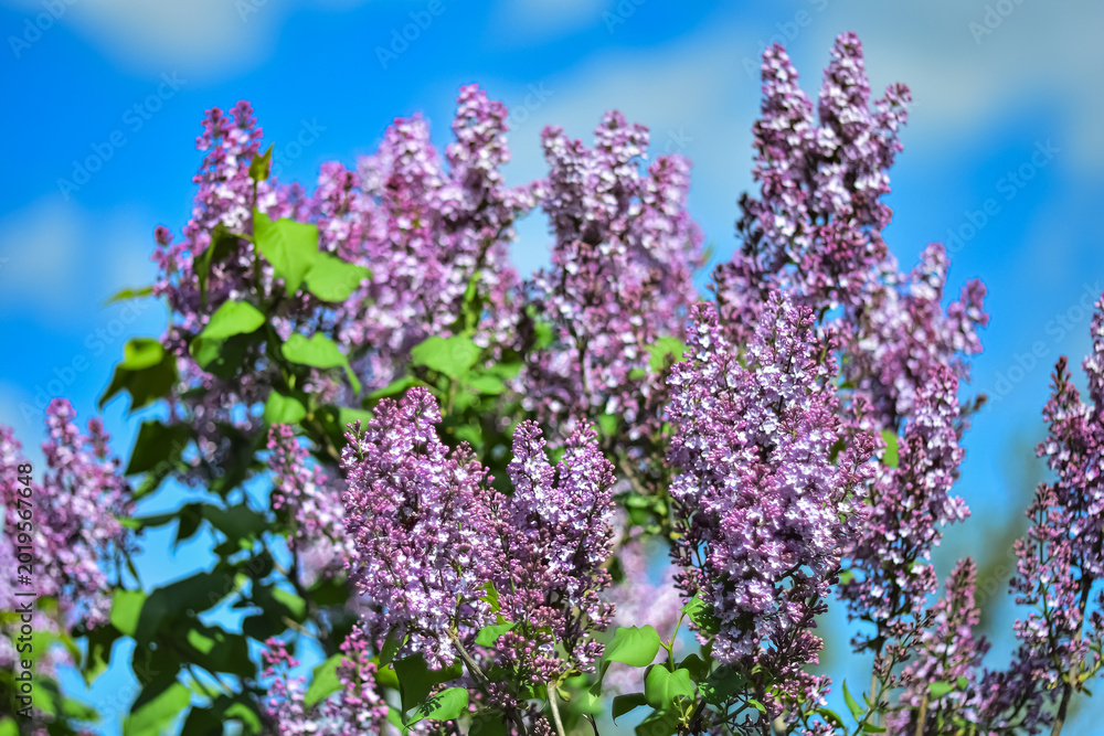 Fototapeta premium Blooming lilac against the blue sky.