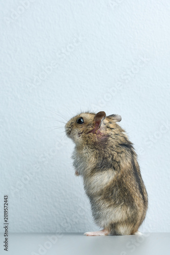 Dwarf hamster on gray background