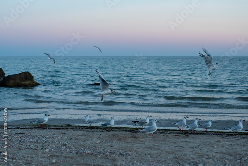 Photography White seagulls are looking for food on a seashore and in the water over the sea
