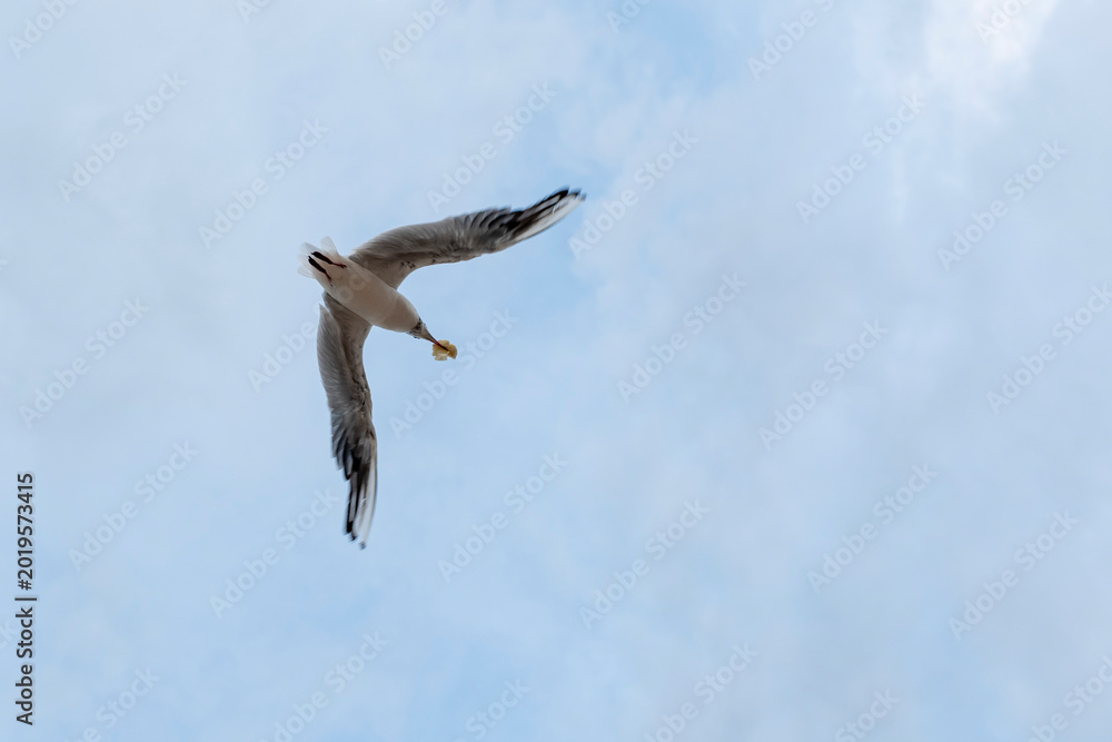 Obraz premium White seagulls are flying in the clear evening sky in order to find food