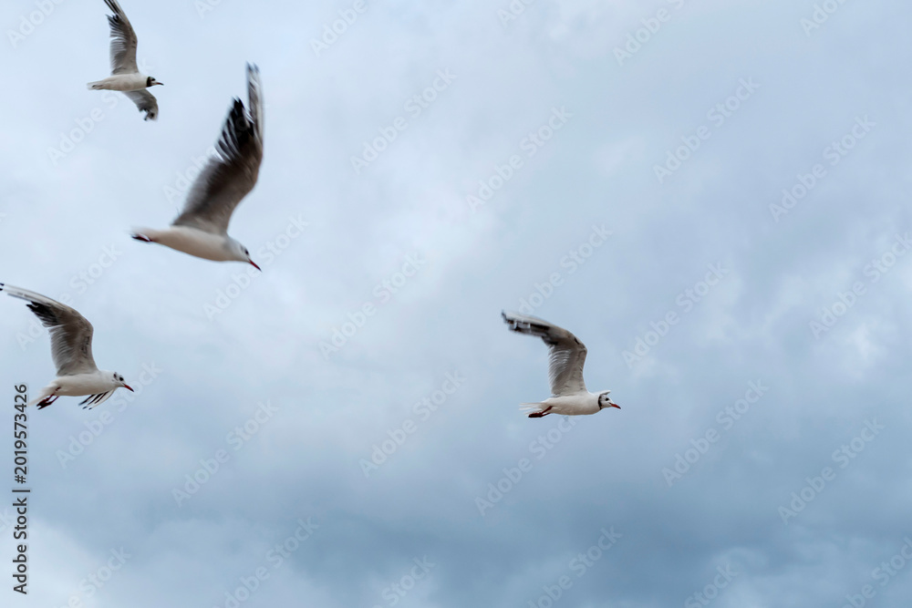 Obraz premium White seagulls are flying in the open sky over the sea in the dramatic evening sky 
