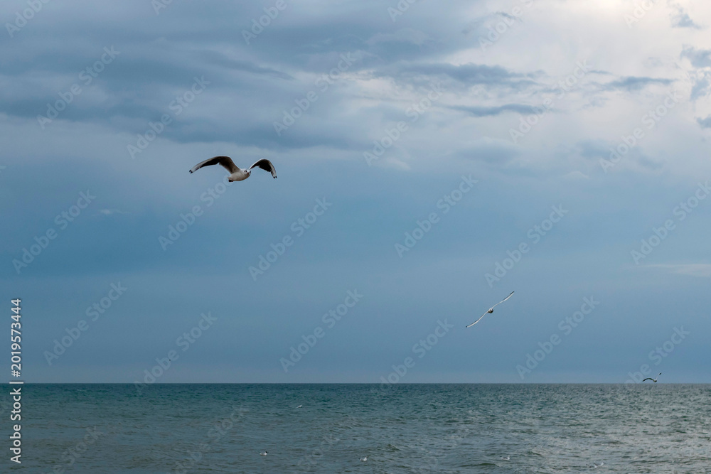 Fototapeta premium Lonely seagull is flying in the dramatic evening sky