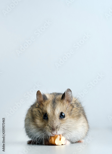 Dwarf hamster on gray background