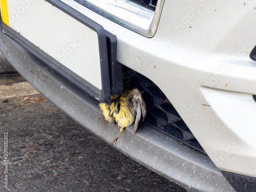 Dead Bird Stuck in Front Bumper of a Car After Collision Roadkill Incident