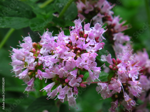 Tableau sur toile Dost, wilder Majoran, Origanum vulgare, rosa Blüten in Nahaufnahme