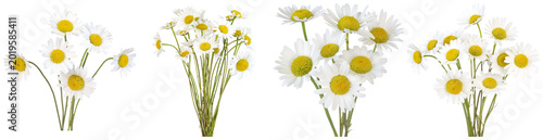 Photos Fresh marguerite daisy flower bundles with pristine white petals and vibrant yellow centers, isolated on transparent