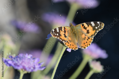 mariposa migradora 
