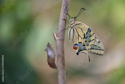 mariposa rey