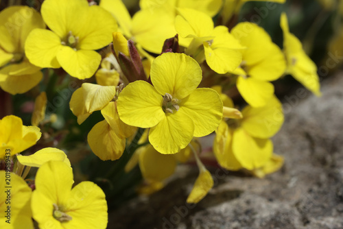 Tableau sur toile Erysimum 'Moonlight'