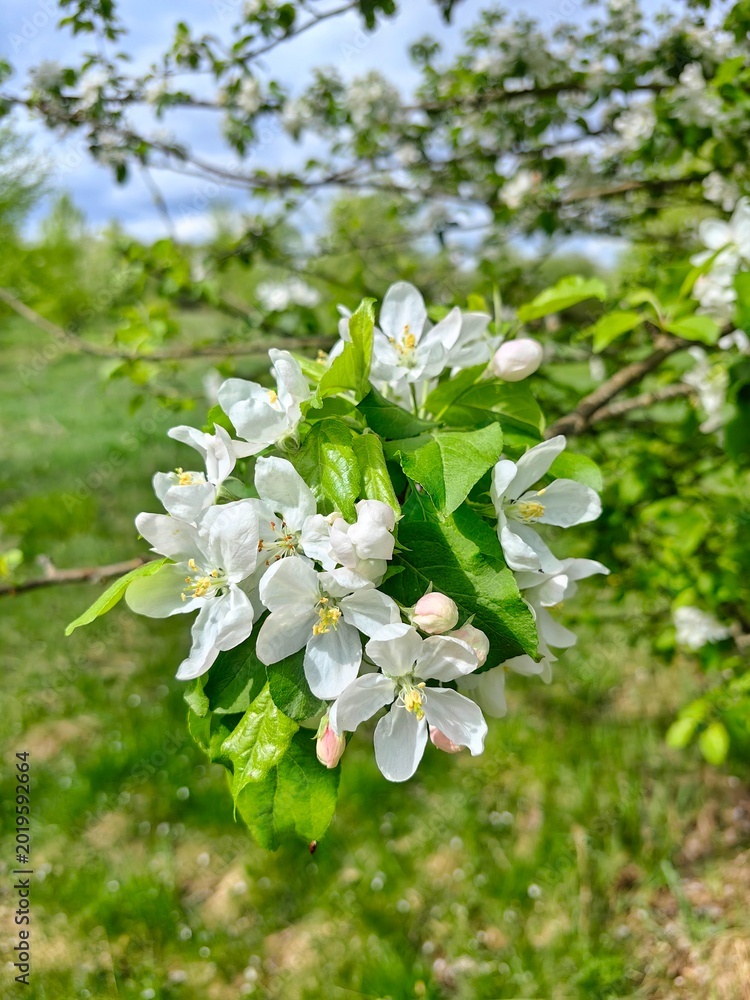Fototapeta premium Apple tree blossom in spring garden, white flowers on tree.