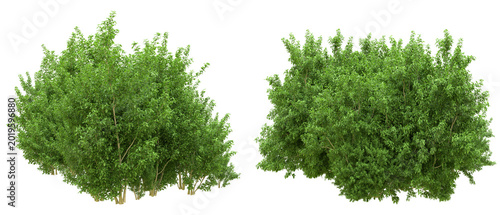 Fotografía A collection of lush green shrubs and ornamental bushes isolated on a black background