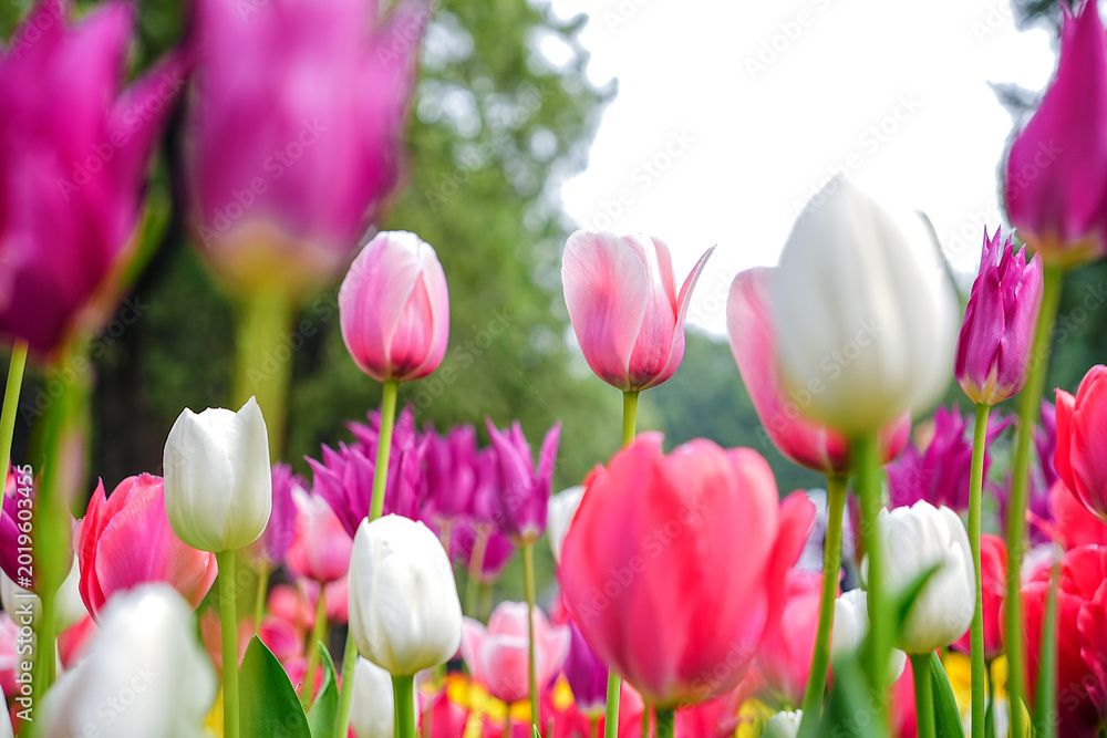 Obraz premium tulips, sea of flowers, spring