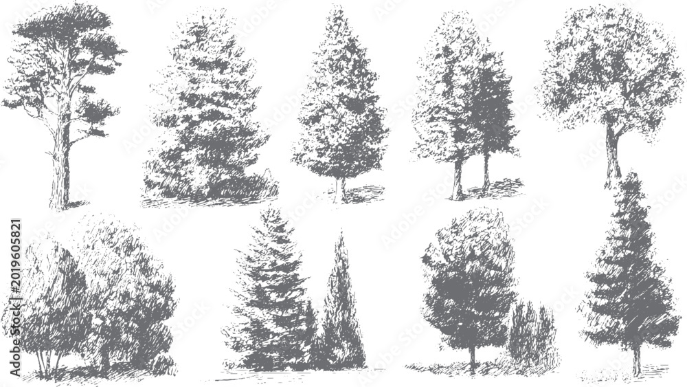 Fototapeta premium Decorative Ash Tree Shapes and Forest Silhouettes in Botanical Vector Style