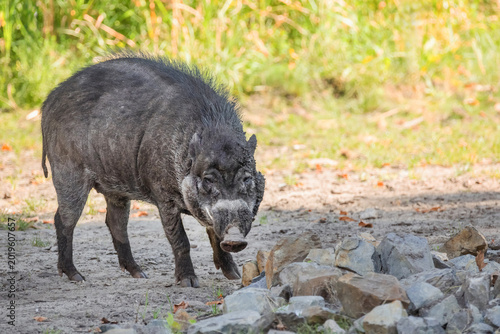 Big adult boar of Visayan warty pig Sus cebifrons