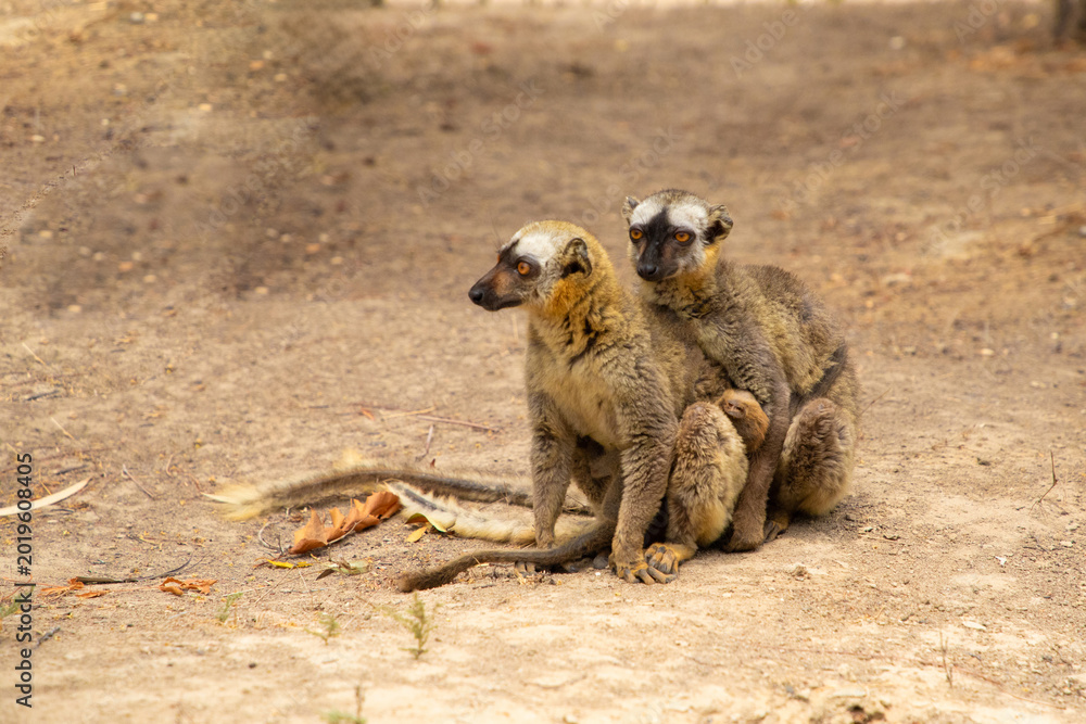 Fototapeta premium Cute brown lemur (Eulemur fulvus) with orange eyes.