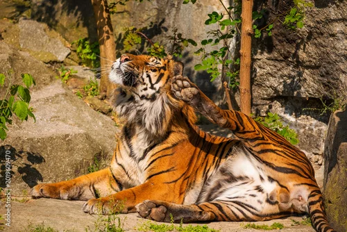 Fototapeta critically endangered Sumatran tiger