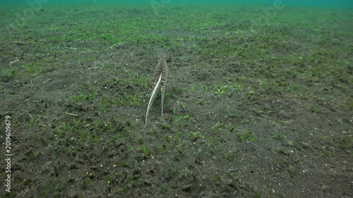 Mimic octopus starts swimming with one arm movement, then returns to the seafloor a few seconds later while continuing to move.