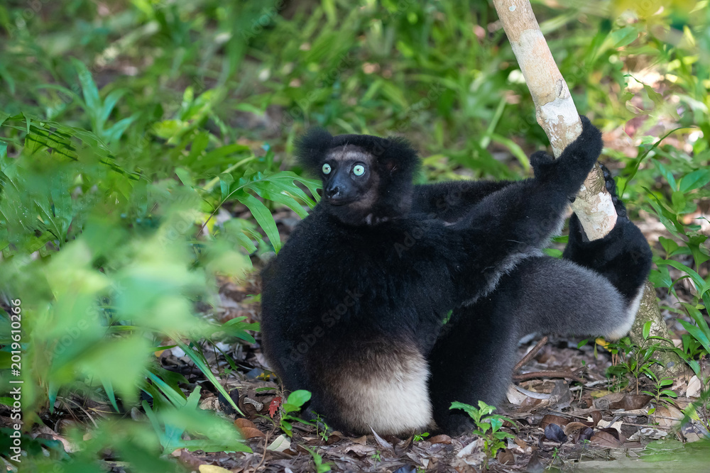 Fototapeta premium Lemur Indri indri, babakoto largest lemur from Madagascar
