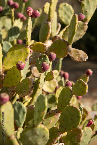 Photos Figues de barbaries