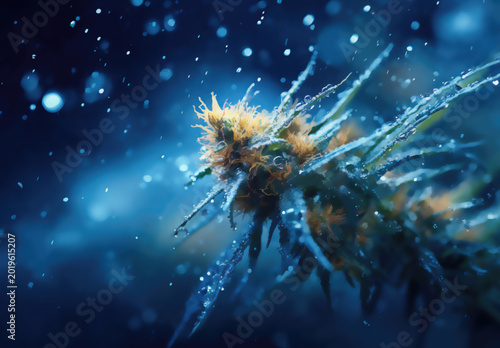 Close-up of a cannabis bud with water droplets, in soft blue light