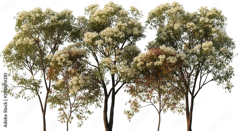 Fototapeta premium A cluster of flowering eucalyptus trees with white blossoms and green foliage, isolated against a solid black background, for easy compositing