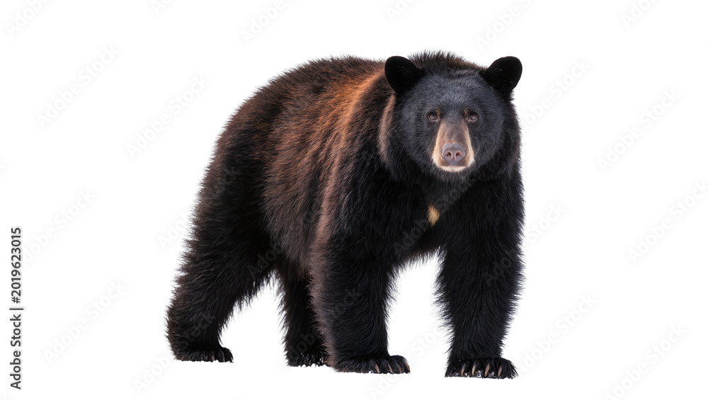 Obraz premium Black bear with brown fur accents standing alert, isolated on transparent background