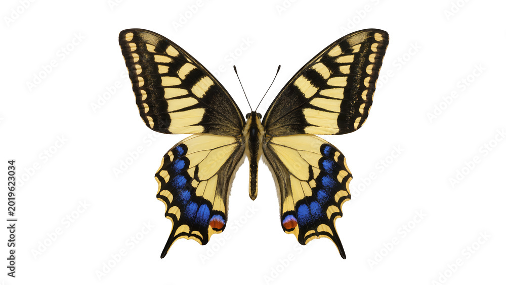 Obraz premium Yellow and black swallowtail butterfly with blue markings, isolated on transparent background