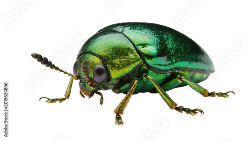 Fotografia Shiny metallic green beetle with segmented antennae, isolated on transparent bac