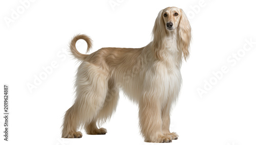 Foto Elegant Afghan Hound with long flowing fur, standing proudly isolated on transpa
