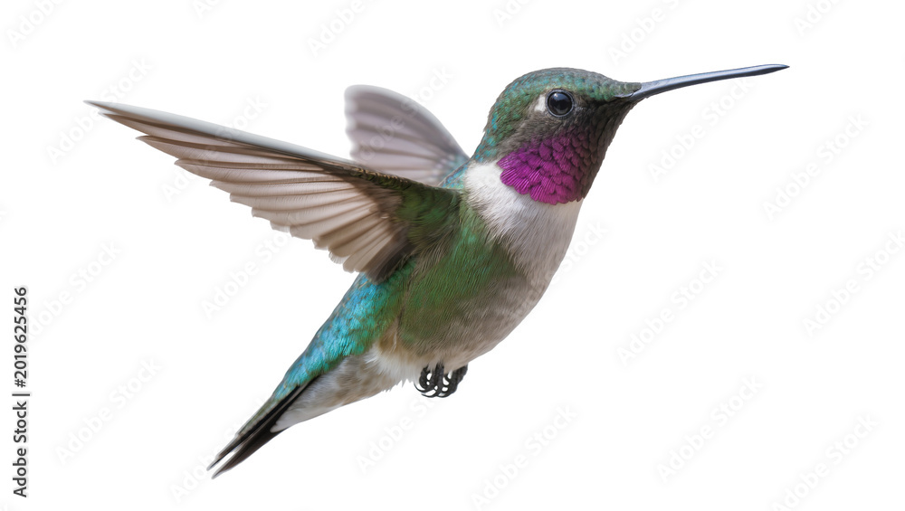 Fototapeta premium Green hummingbird with purple throat wings spread, isolated on transparent background