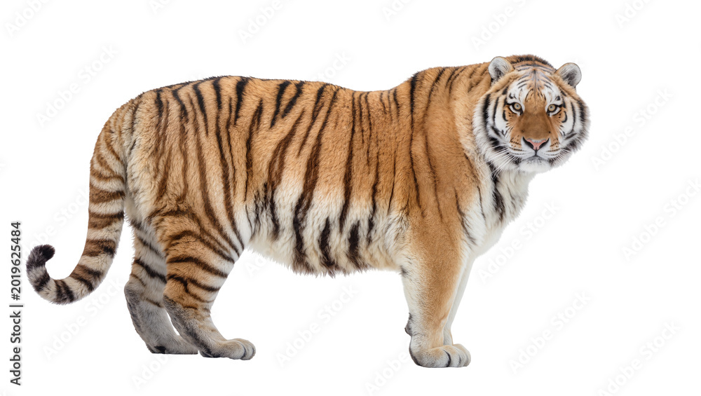 Obraz premium Majestic tiger with orange and black stripes standing alert, isolated on transparent background
