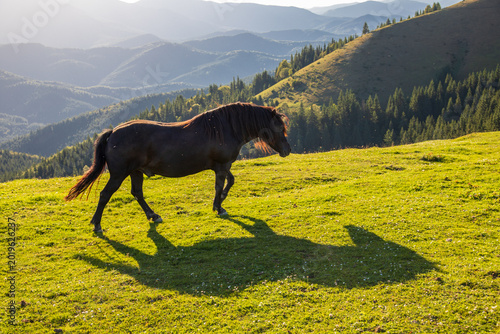 Horses on the highland pasture