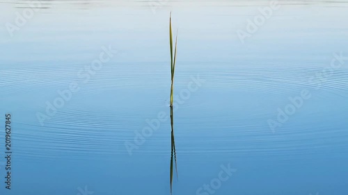 Serene blue water with plant.