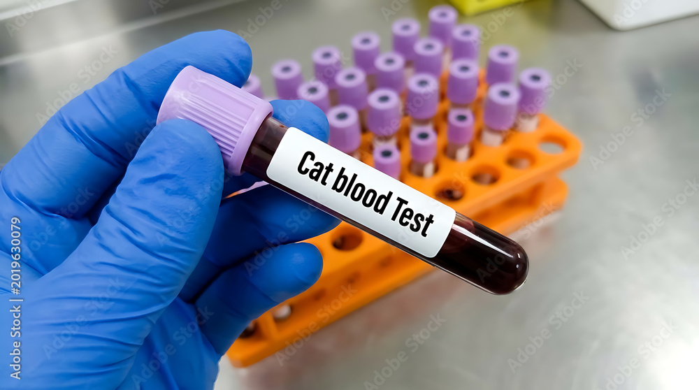 Obraz premium Hand in blue glove holding a blood sample tube labeled cat blood test in a veterinary laboratory with a rack of tubes in the background.
