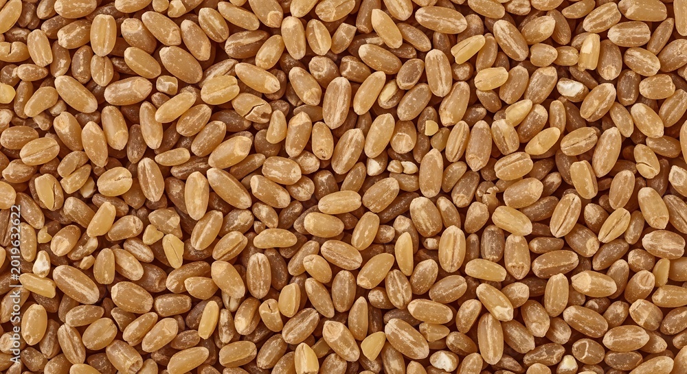 Fototapeta premium Wheat grains texture background closeup.