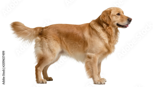 Canvastavla Golden Retriever dog standing, isolated on transparent background