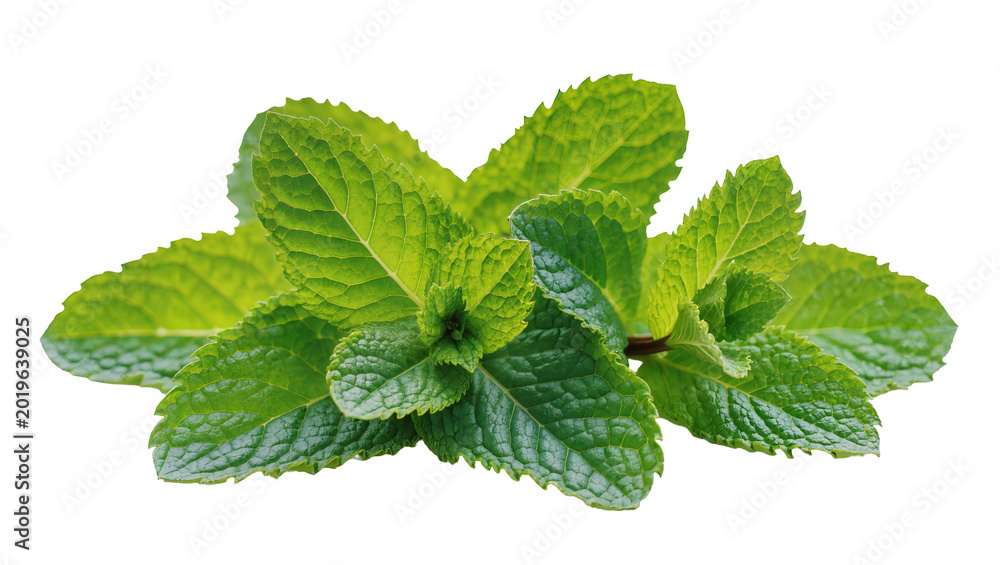 Fototapeta premium Fresh green mint leaves, isolated on transparent background