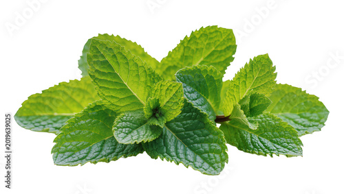 Cuadro en lienzo Fresh green mint leaves, isolated on transparent background