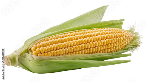 Slika na platnu Fresh yellow corn cob with green husks, isolated on transparent background