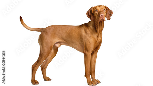 Quadro su tela Elegant Vizsla dog standing alert, isolated on transparent background