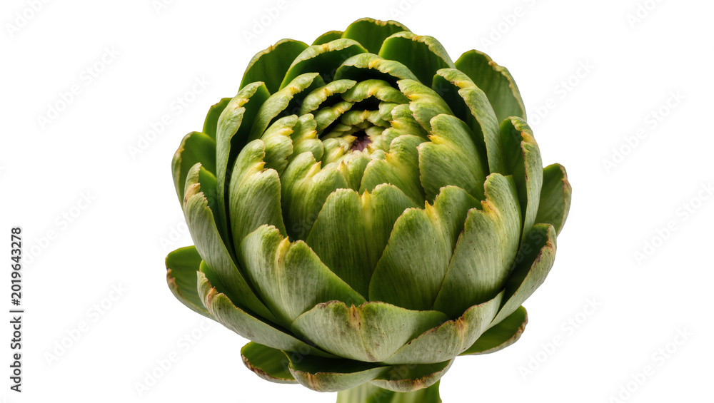 Obraz premium Fresh green artichoke bud with layered petals, isolated on transparent background