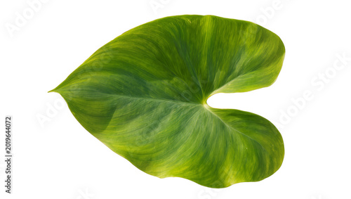 Obraz na plátne Heart-shaped green leaf with prominent veins, isolated on transparent background