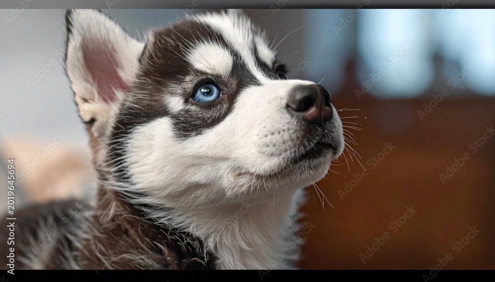 Obraz premium Tiny Husky Puppy with Curious Expression – Cinematic Realistic Dog Portrait