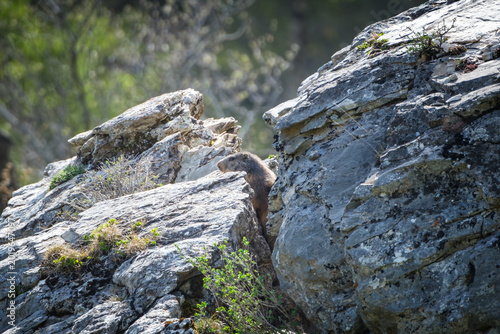 An Alpine Marmot, the largest of the squirrel family, hiding behind some rocks near the Col de Tentes in the mountains of the French Pyrenees
