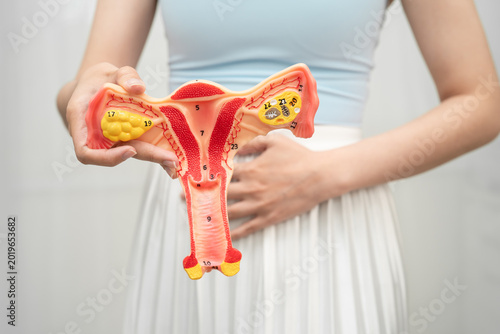 Asian woman holding human uterus anatomy model.
